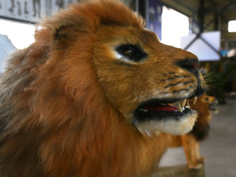 Animatronic Animal Lion Model