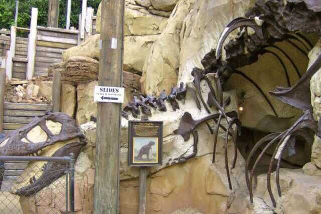 Dinosaur Skeleton For Museum