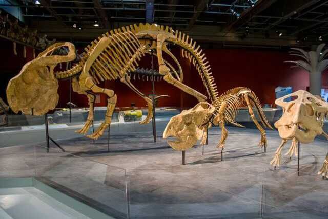 Dinosaur Skeleton For Museum