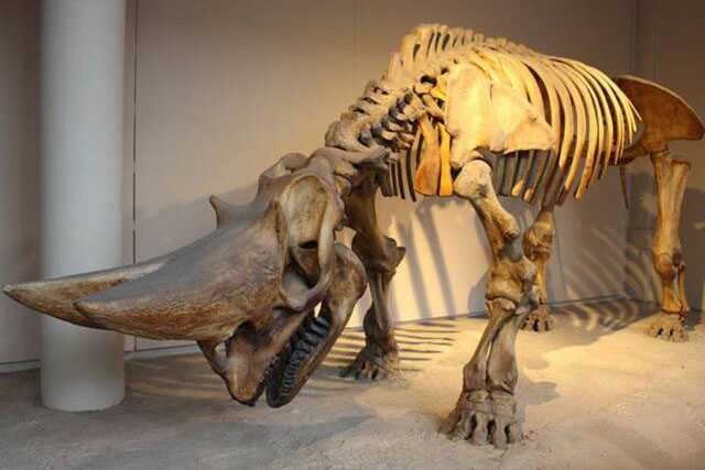 Protoceratops Skeleton For Museum