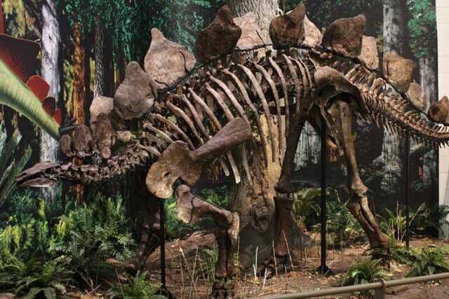 Stegosaurus Skeleton For Geopark