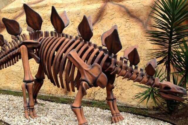 Protoceratops Skeleton For Museum