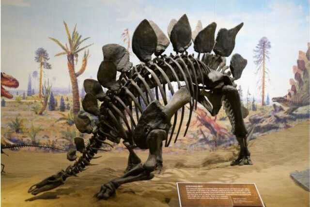 Dinosaur Skeleton For Museum