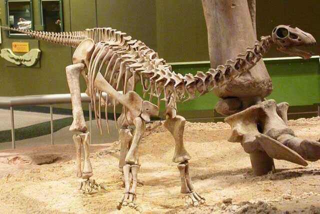 Protoceratops Skeleton For Museum