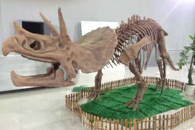 T-rex Skeleton For Museum