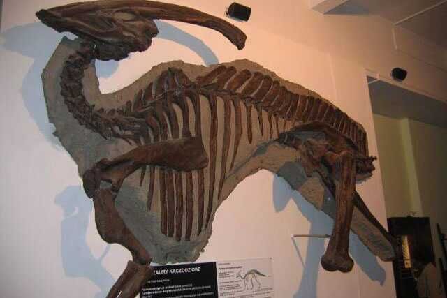 Stegosaurus Skeleton For Geopark