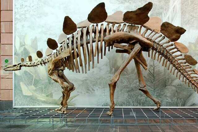 Stegosaurus Skeleton For Geopark