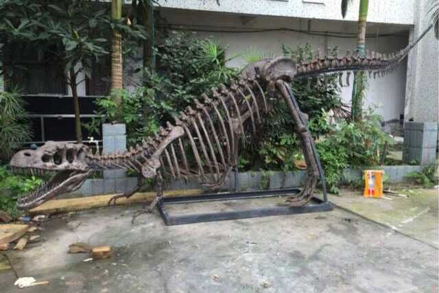 T-rex Skeleton For Museum