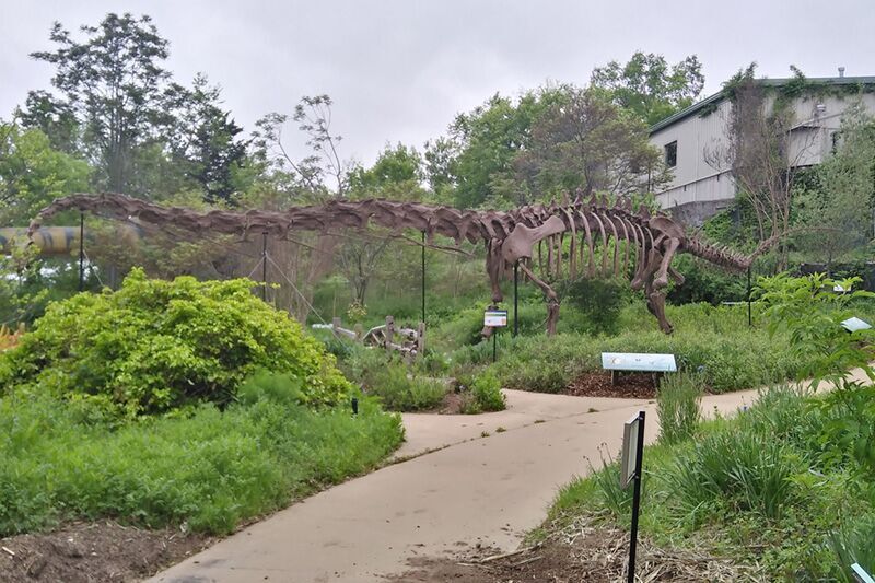 Dinosaur Skeleton For Museum