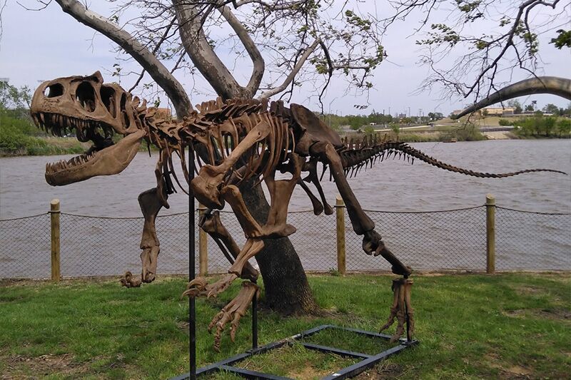 Dinosaur Skeleton For Museum