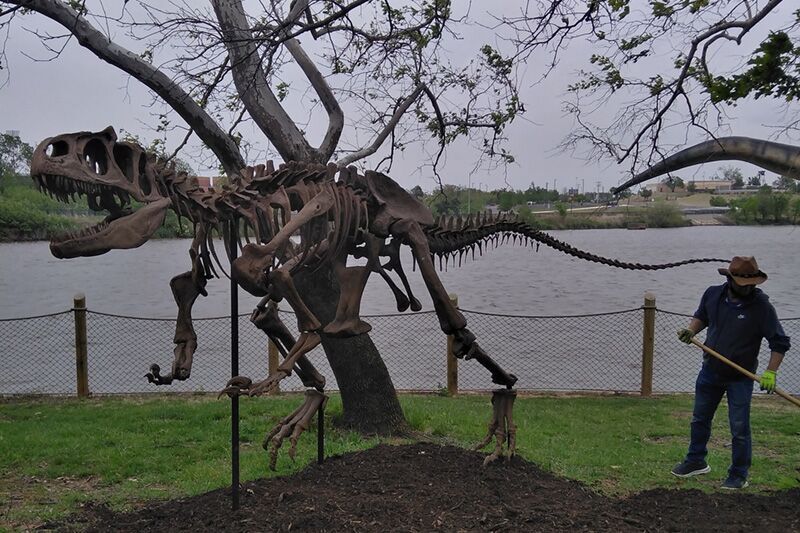 Dinosaur Skeleton For Museum