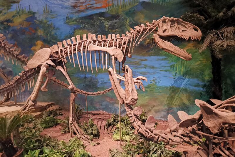 Dinosaur Skeleton For Museum