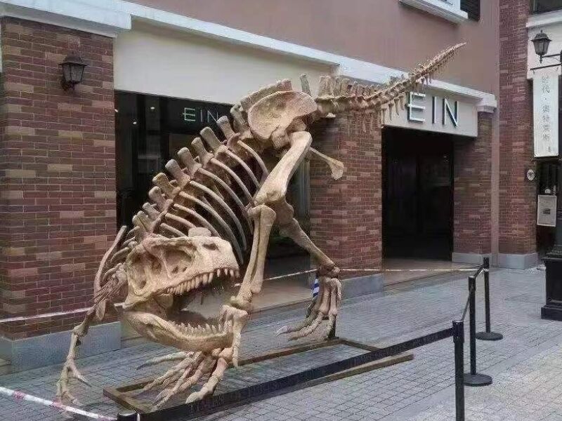 Dinosaur Skeleton For Museum