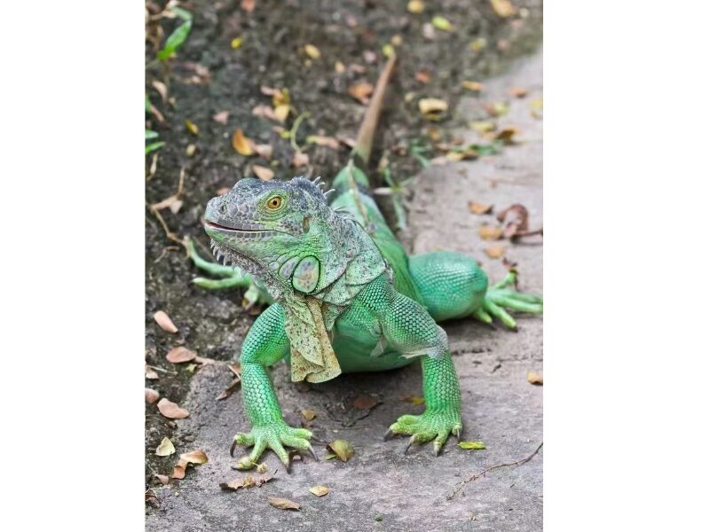 Zoo Park Life Size Animatronic Dinosaur